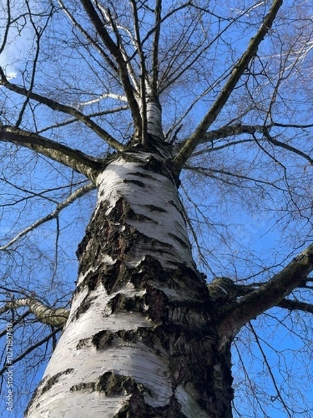 Fototapeta close up bottom view of birch tree with branches