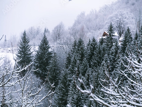 Fototapeta Misty winter Carpathian Mountains view fog landscape. Snowy spruce pine forest in Carpathians. Fir trees with white snow