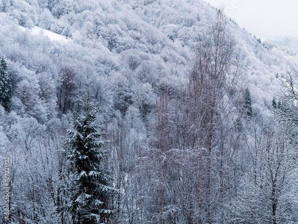 Fototapeta Misty winter Carpathian Mountains view fog landscape. Snowy spruce pine forest in Carpathians. Fir trees with white snow