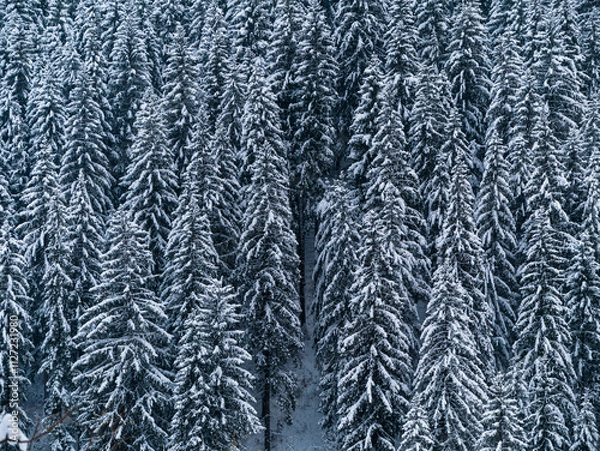 Fototapeta Misty winter Carpathian Mountains view fog landscape. Snowy spruce pine forest in Carpathians. Fir trees with white snow