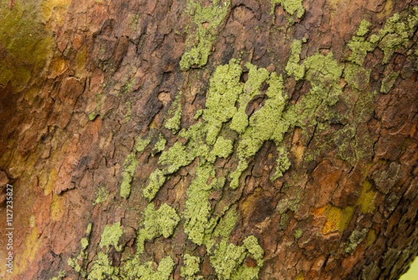 Obraz Tree bark. Tree bark texture. tree trunk