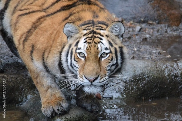 Obraz Siberian tiger