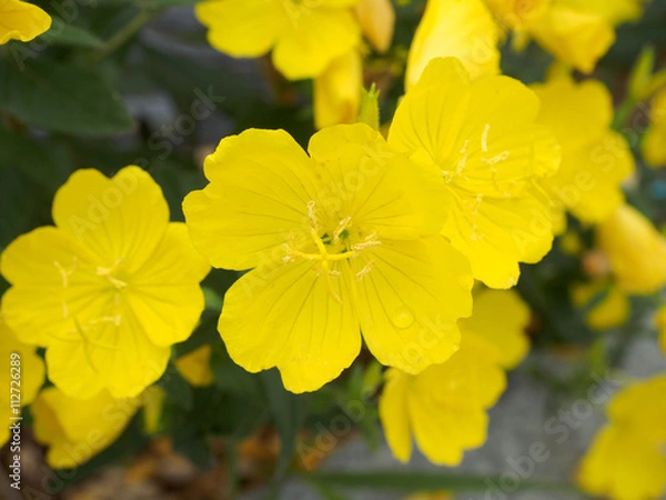 Obraz Evening primrose,