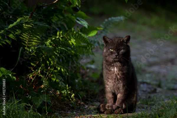 Obraz black cat on a walk
