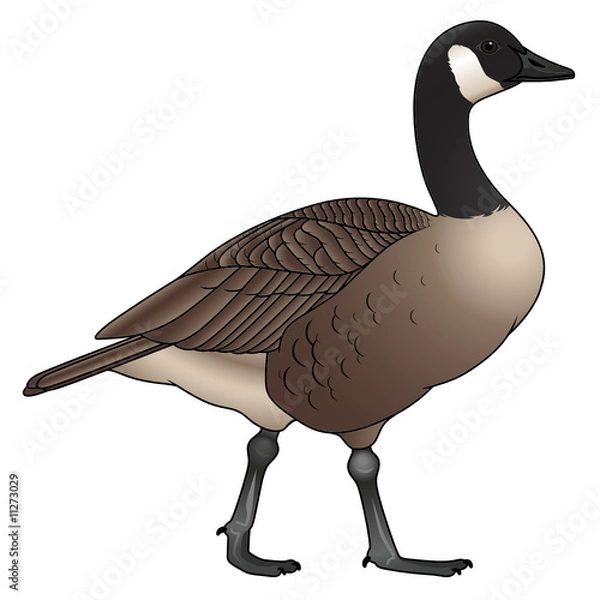 Obraz Canada Goose