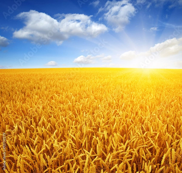 Fototapeta wheat field and sun