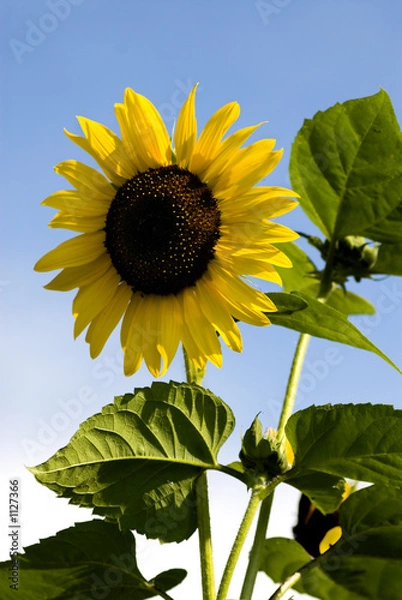 Obraz sunflower in the sun