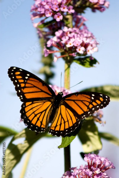 Obraz monarch butterfly
