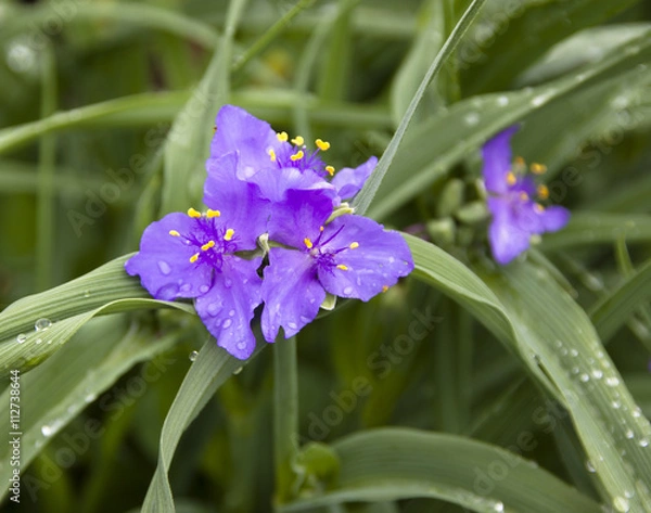 Obraz Spiderwort after the rain