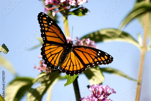 Fototapeta monarch butterfly