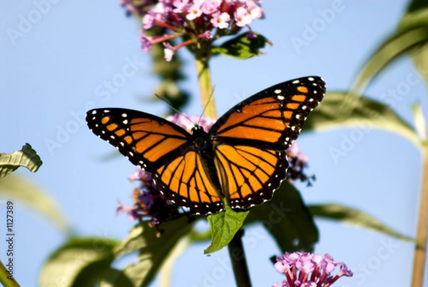 Obraz monarch butterfly