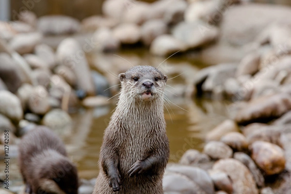 Obraz Neugieriger Fischotter