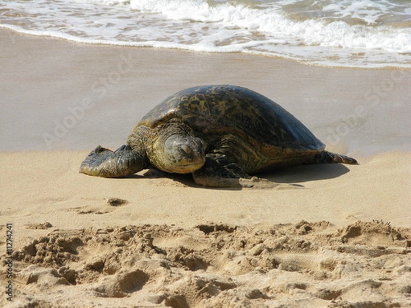 Obraz turtle on beach