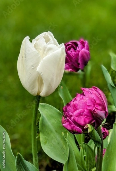 Obraz Tulips in the park