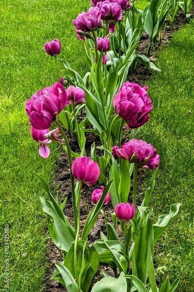 Obraz Tulips in the park