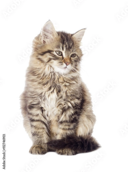 Fototapeta tabby kitten looking