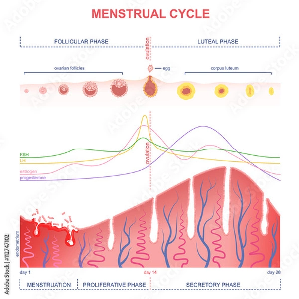 Fototapeta scheme of the menstrual cycle