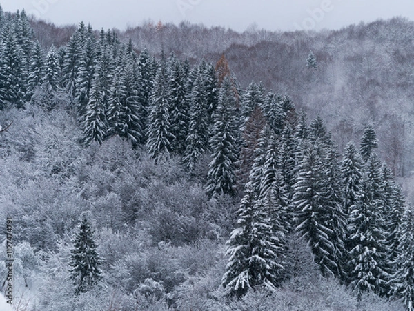 Fototapeta Misty winter Carpathian Mountains view fog landscape. Snowy spruce pine forest in Carpathians. Fir trees with white snow