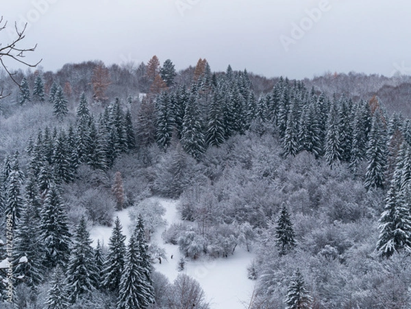 Fototapeta Misty winter Carpathian Mountains view fog landscape. Snowy spruce pine forest in Carpathians. Fir trees with white snow