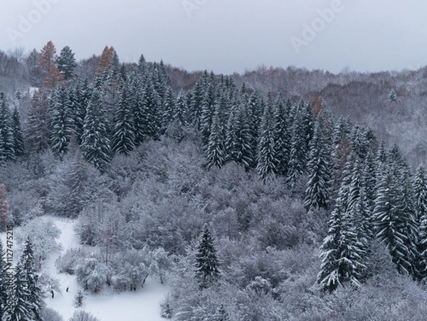 Fototapeta Misty winter Carpathian Mountains view fog landscape. Snowy spruce pine forest in Carpathians. Fir trees with white snow