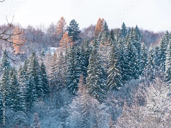 Fototapeta Misty winter Carpathian Mountains view fog landscape. Snowy spruce pine forest in Carpathians. Fir trees with white snow