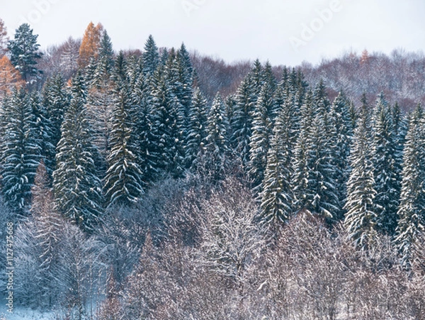 Fototapeta Misty winter Carpathian Mountains view fog landscape. Snowy spruce pine forest in Carpathians. Fir trees with white snow