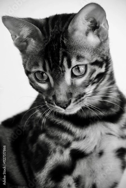 Fototapeta Bengalkater Portrait