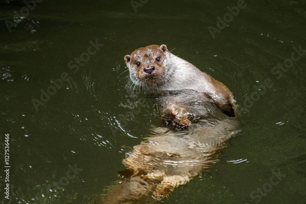 Obraz Portrait of river otter. European river otter, Lutra lutra, swimming and hunting in clear water. Endangered fish predator in nature. Adorable fur coat animal with long tail. Wild animal in brook.