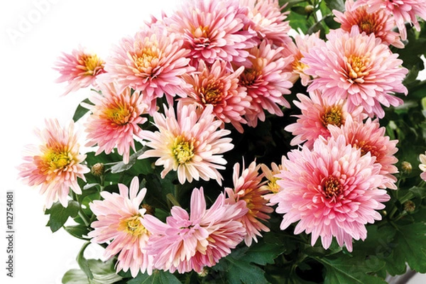 Fototapeta Chrysanthemum Blumen (Chrysanthemum indicum), close-up