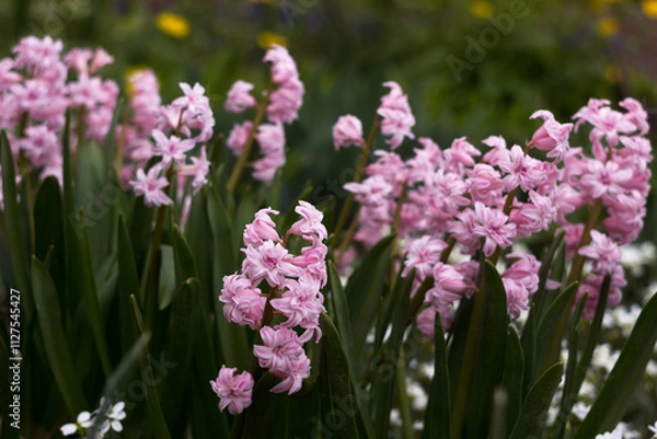 Obraz Soft pink double hyacinth in the garden, multi-flowered spring flower, background