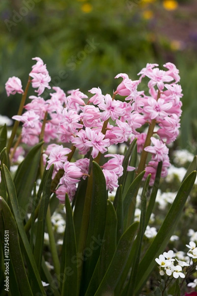 Obraz Soft pink double hyacinth in the garden, multi-flowered spring flower, background