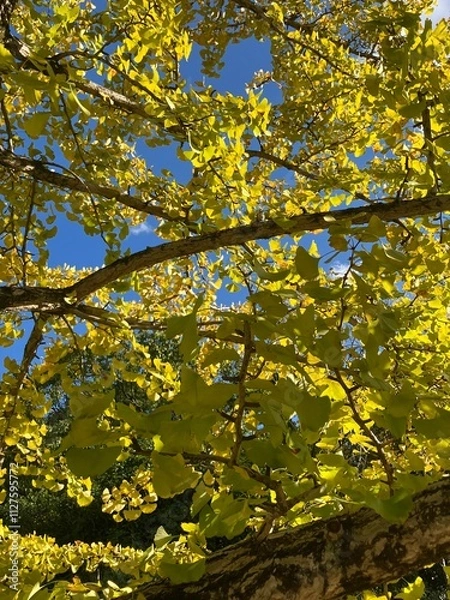 Obraz 黄色く彩る銀杏の葉