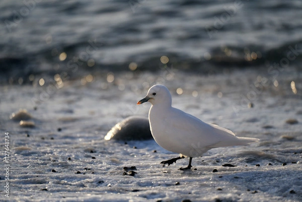 Obraz seagull on the beach