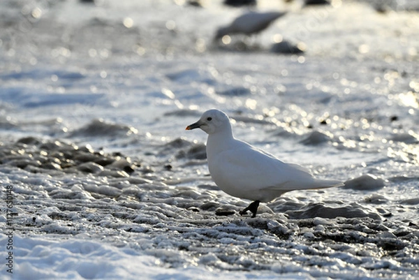 Obraz seagull on the beach