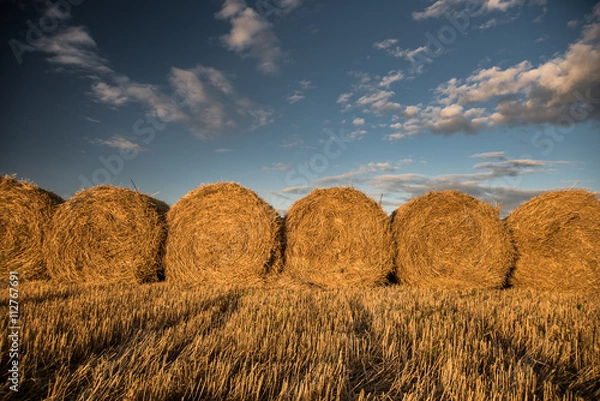 Fototapeta Haystacks on the field. Agricultural landscape
Rolls of haystacks on the field. Summer farm scenery with haystack on the Background of beautiful sunset. Agriculture Concept. 