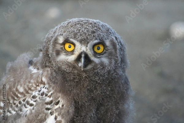 Obraz Snowy owl nestling