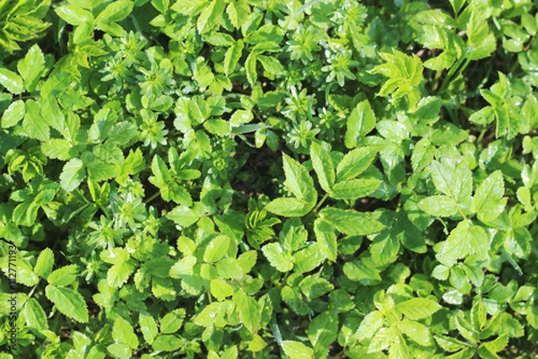 Fototapeta Green moltey grass texture 