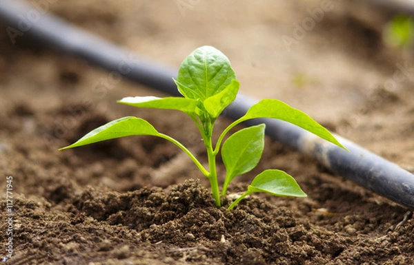 Obraz piantina di peperone