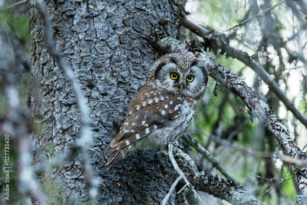 Obraz A cute Boreal owl perched on a Spruce branch in an old-growth forest in Riisitunturi National Park, Northern Finland