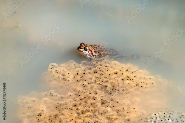 Fototapeta frog and caviar