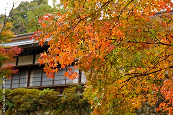 Fototapeta 雨の故宮神社の紅葉