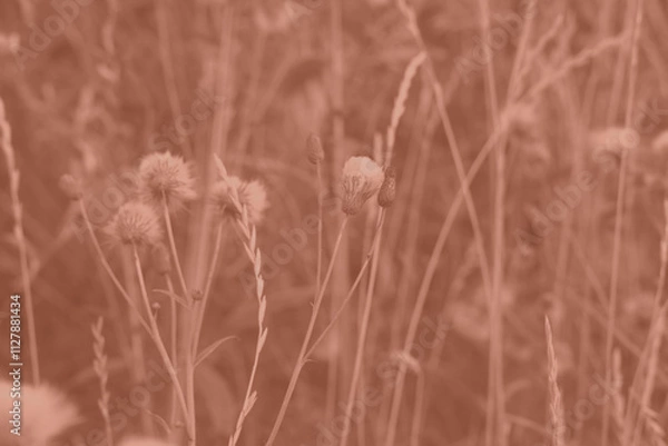 Fototapeta Mocha Mousse grasses with spikelets of beige color close-up. Abstract natural background of soft plants monochrome color 2025.