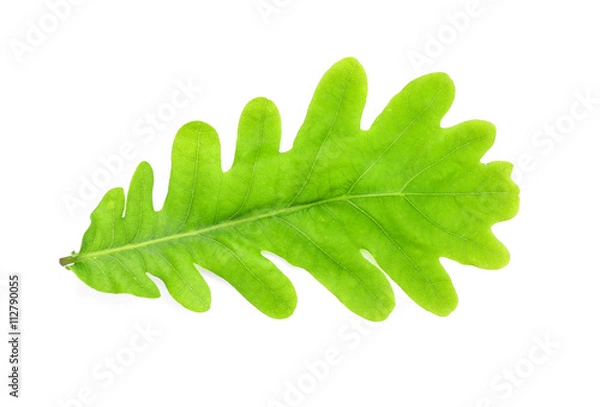 Obraz Green leaf isolated on white