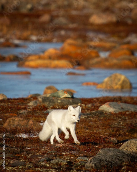 Obraz Arctic fox walking and staring on a colourful red tundra during moult season from grey summer fur to winter white coat