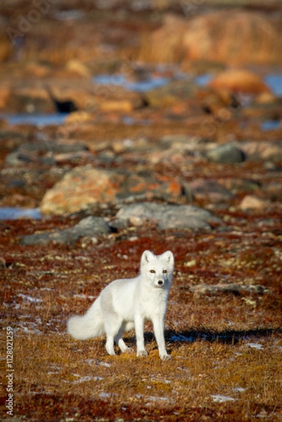 Obraz Arctic fox walking and staring on a colourful red tundra during moult season from grey summer fur to winter white coat