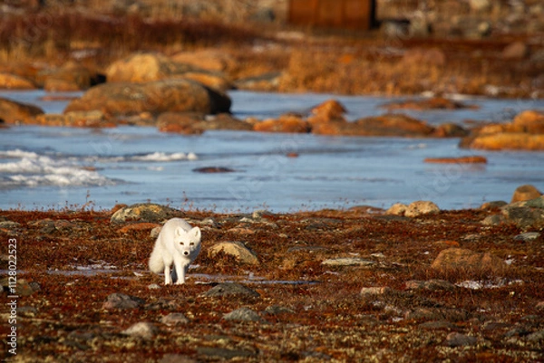 Obraz Arctic fox walking and staring on a colourful red tundra during moult season from grey summer fur to winter white coat