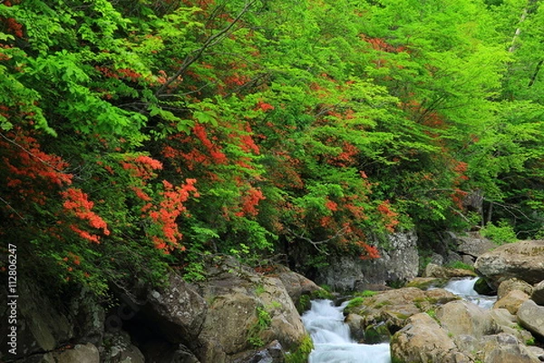 Fototapeta 魚止めの滝　岳川のツツジ