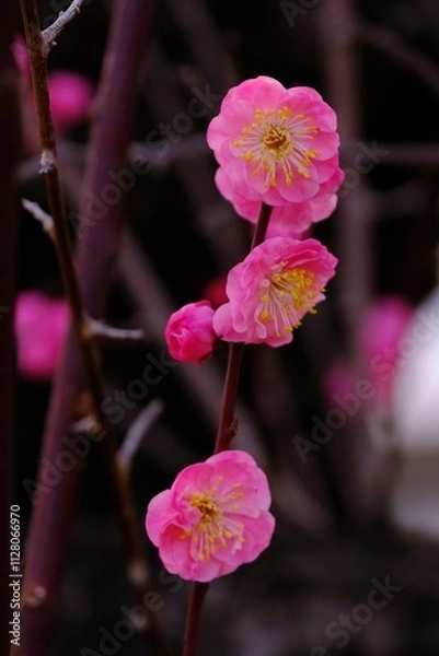 Obraz 梅いろいろ　春の花たち