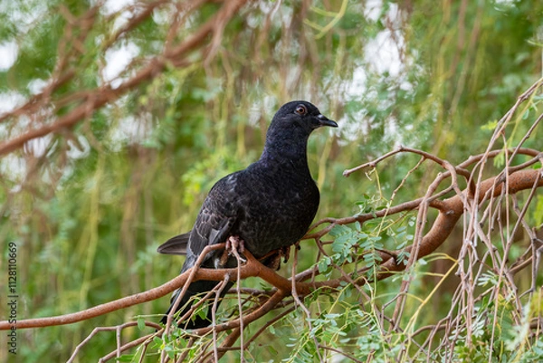 Fototapeta Perched Serenity: The Stillness of a Pigeon"