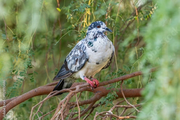 Fototapeta Perched Serenity: The Stillness of a Pigeon"